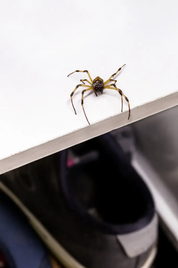 dedetização aranha armadeira