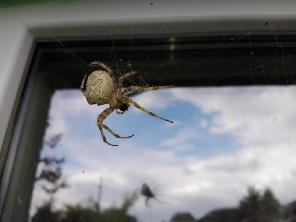 dedetização aranha armadeira