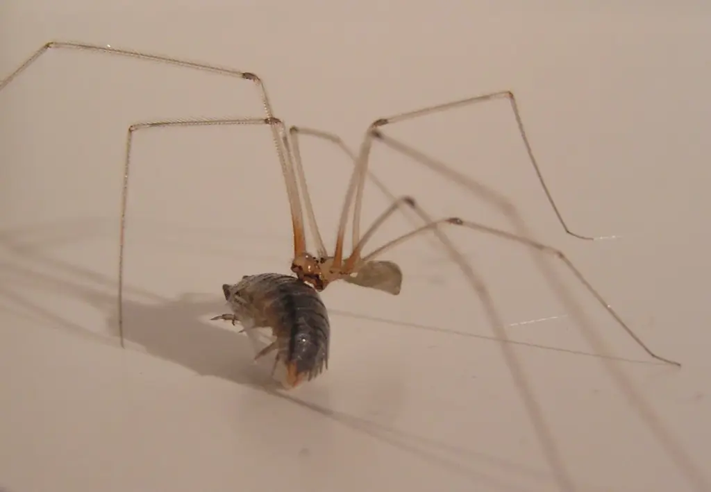 dedetização aranha armadeira