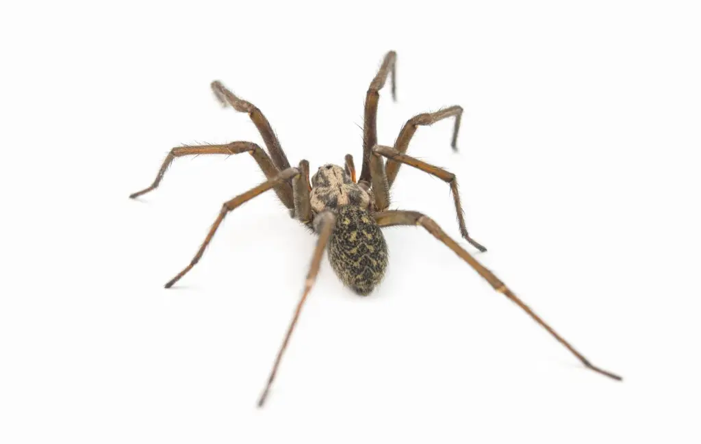 dedetização aranha armadeira