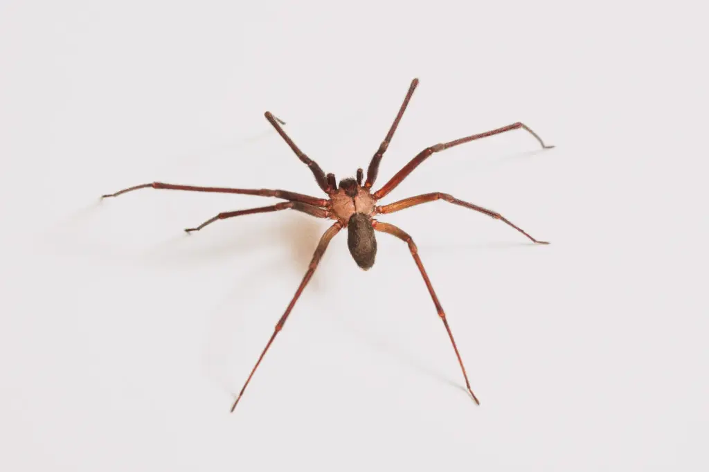 dedetização aranha armadeira
