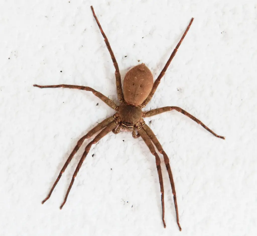 dedetização de aranha marrom
