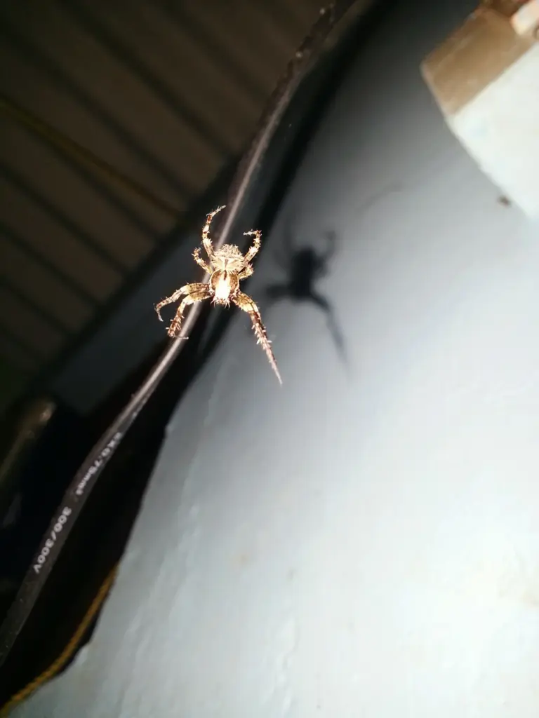 dedetização de aranha marrom