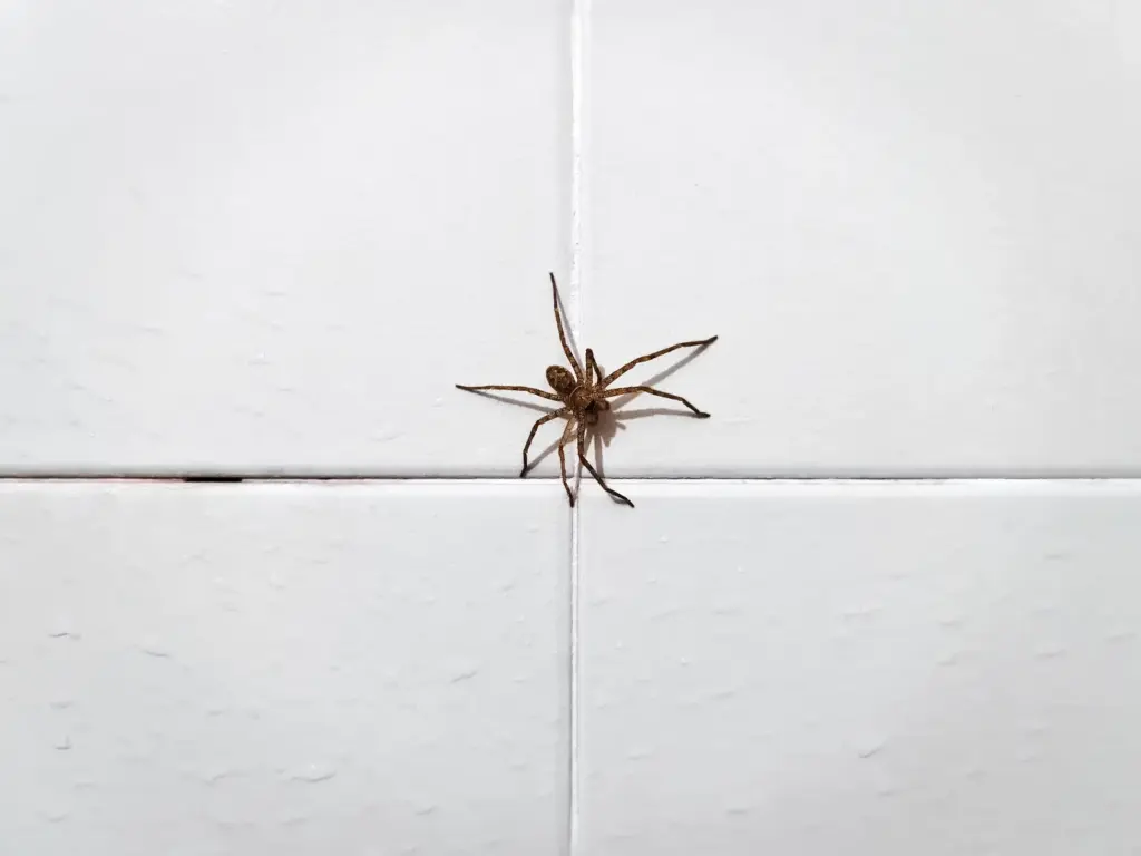 dedetização de aranhas