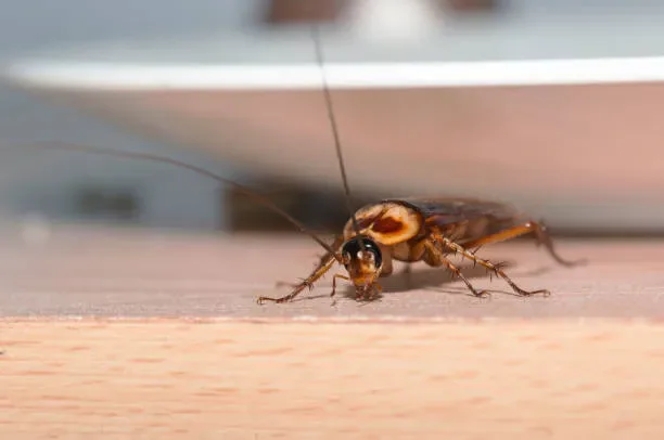 dedetização de baratas francesinhas