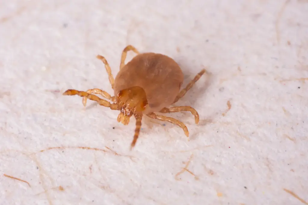 dedetização de carrapatos com pulverização