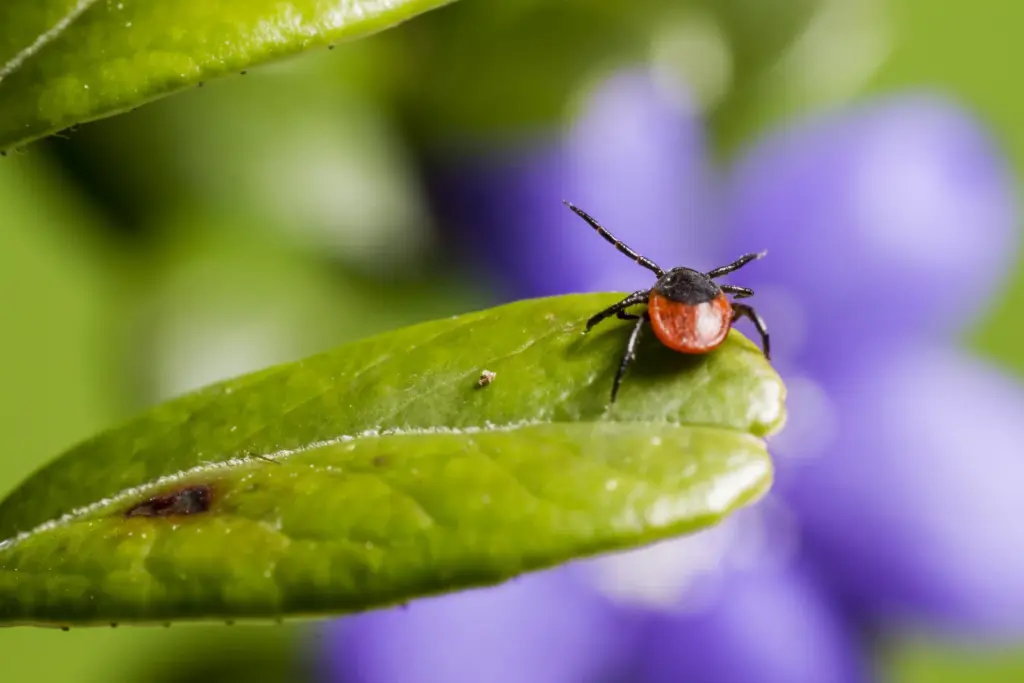 dedetização de carrapatos em sítios