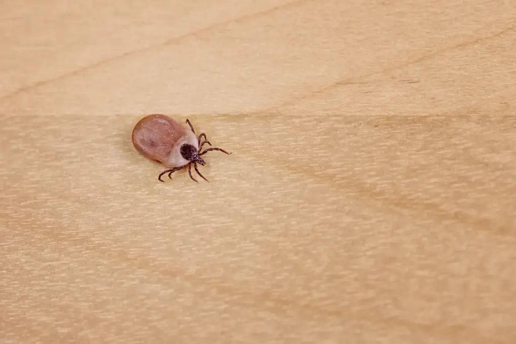 dedetização de carrapatos em sítios