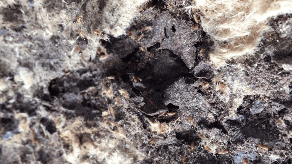 dedetização de insetos preventiva