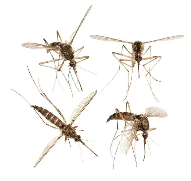 dedetização de mosquito da dengue