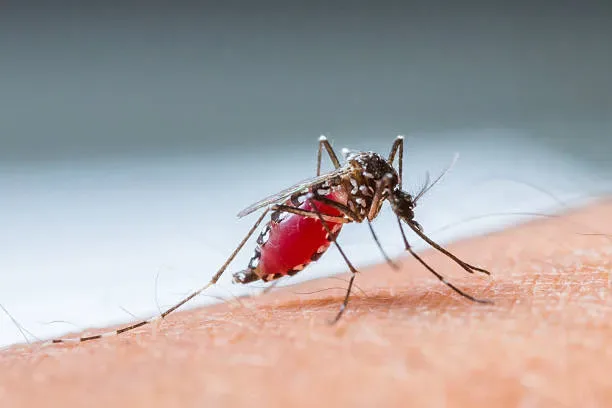 dedetização de mosquito da dengue