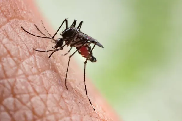 dedetização de mosquito da dengue