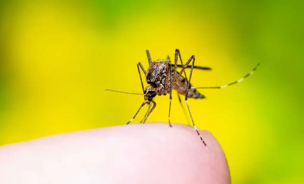 dedetização de mosquito da dengue