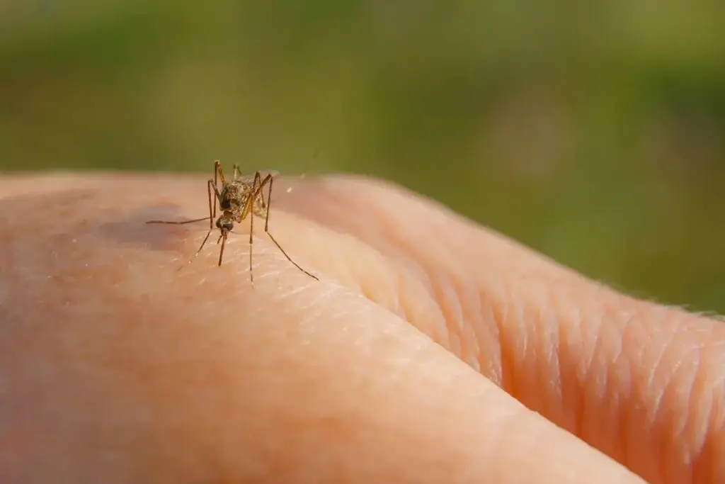 dedetização de mosquito da dengue