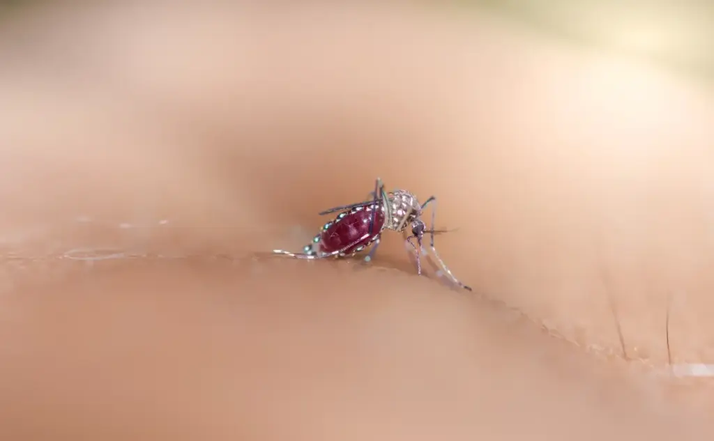 dedetização de mosquitos