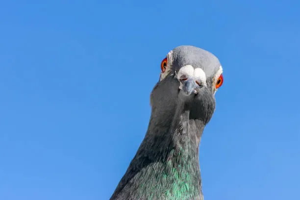 dedetização de pombos em condomínios
