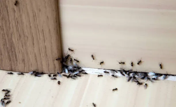 dedetizadora de formigas em apartamentos