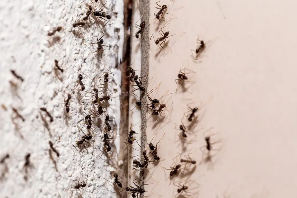 dedetizadora de formigas em apartamentos