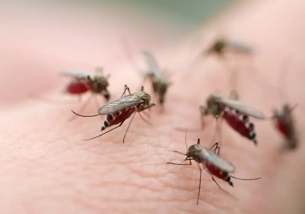 empresa de dedetização de mosquitos