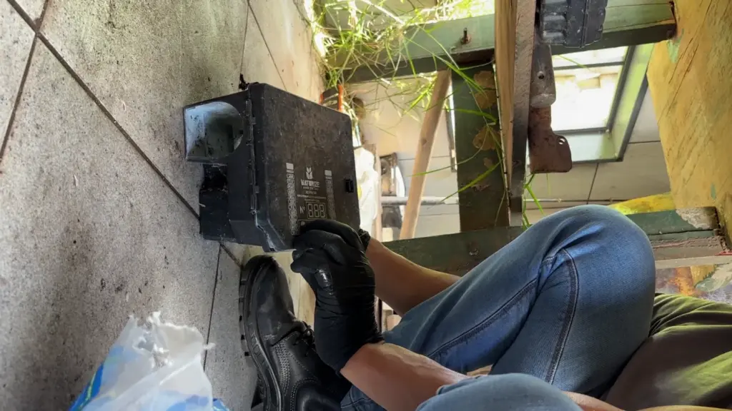 serviço de desratização