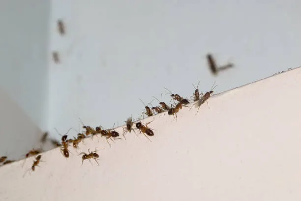 Dedetização de formigas